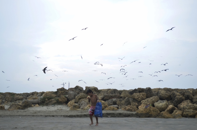 Cartagène Les oiseaux